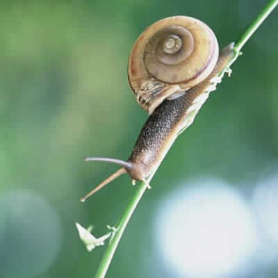 カタツムリ - 無せきつい動物 - 動物 - Y!きっず図鑑