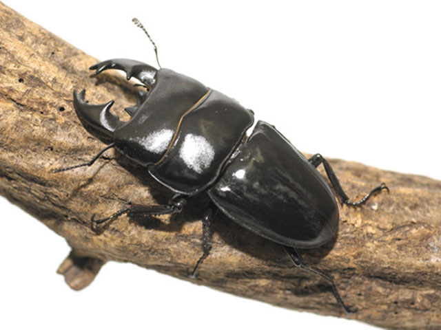 アルキデスヒラタクワガタ - カブトムシ・クワガタムシ - ペット - Y