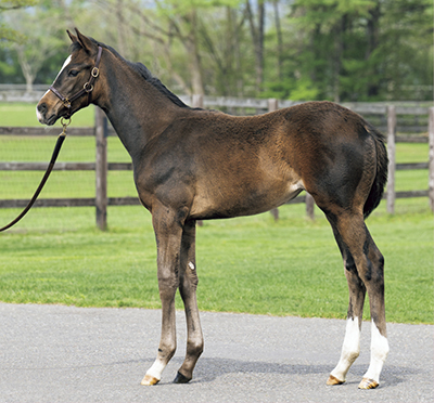 セール結果 - JRHA（一般社団法人 日本競走馬協会）