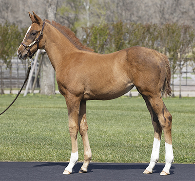 セール結果 - JRHA（一般社団法人 日本競走馬協会）