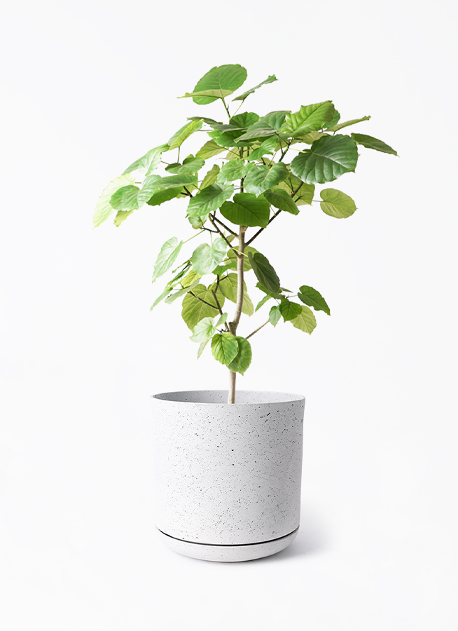 観葉植物 フィカス ウンベラータ 8号 ノーマル ライム ドゥオ