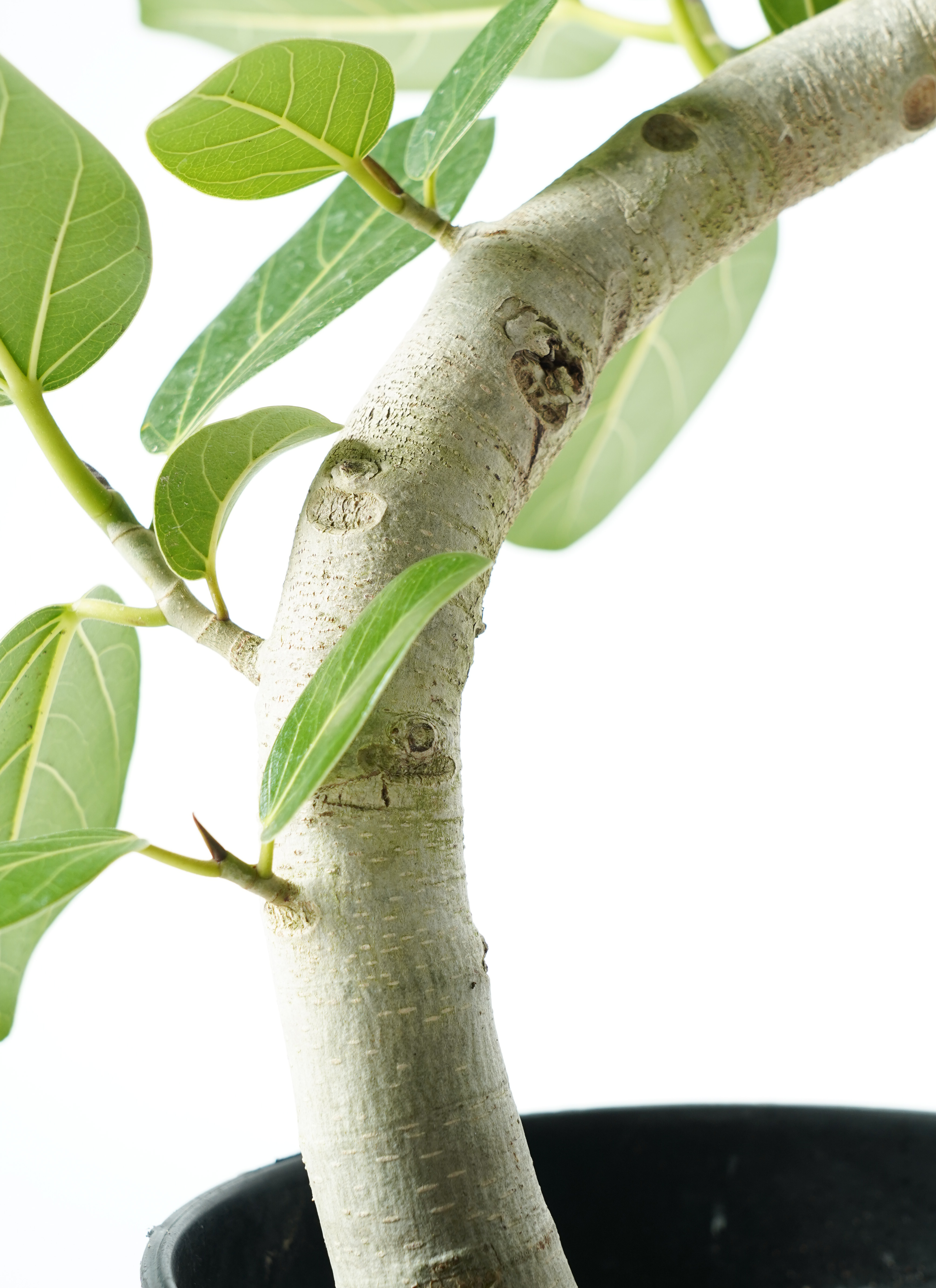 観葉植物 フィカス ベンガレンシス7号 曲り パボ ミドル オフホワイト