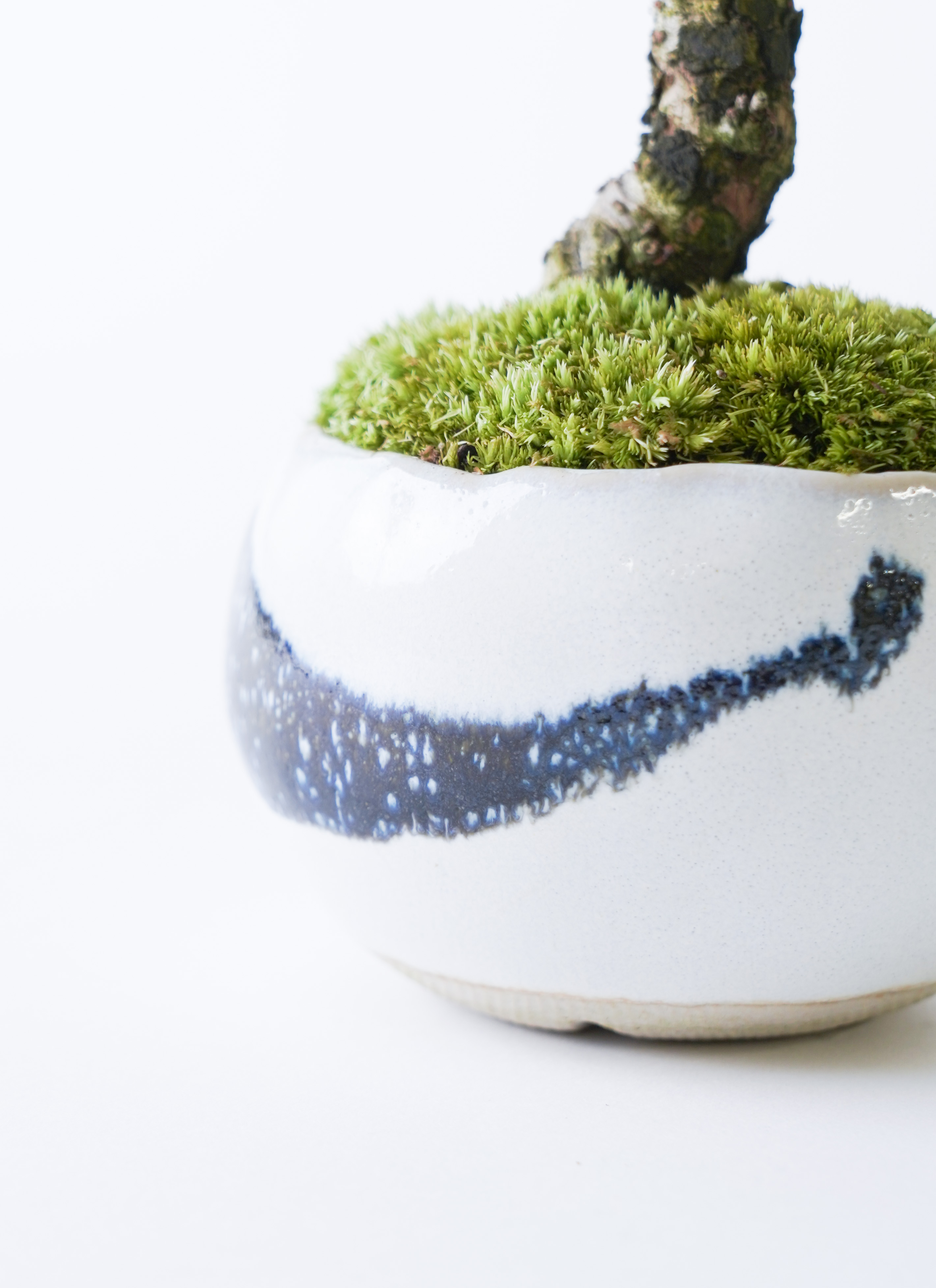 産地直送 ニレケヤキ 2Lサイズ 鉢色 墨／山形 石木花からお届け | 盆栽