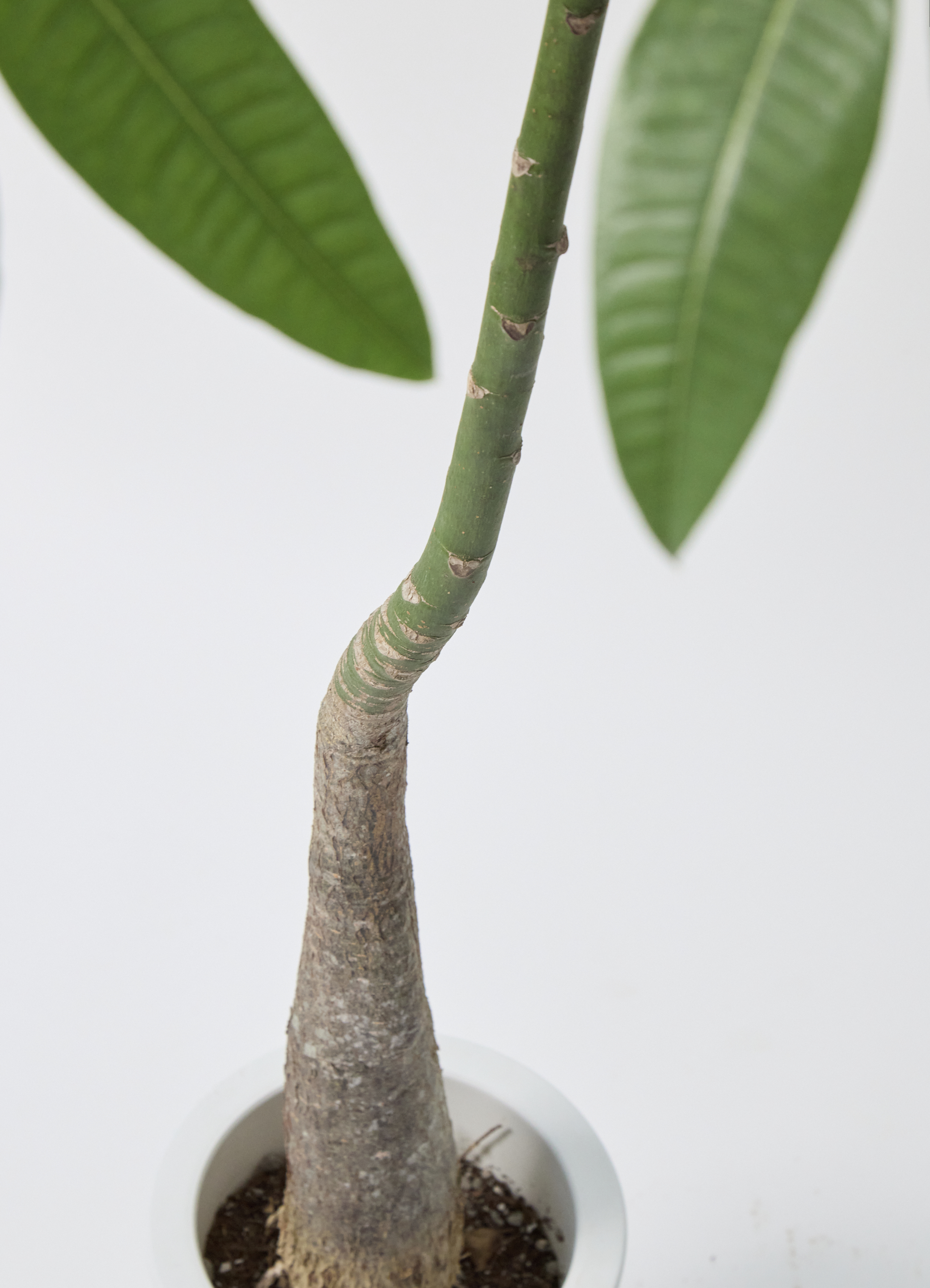 観葉植物 パキラ 7号 パラソル プラスチック鉢 | 観葉植物ならHitoHana