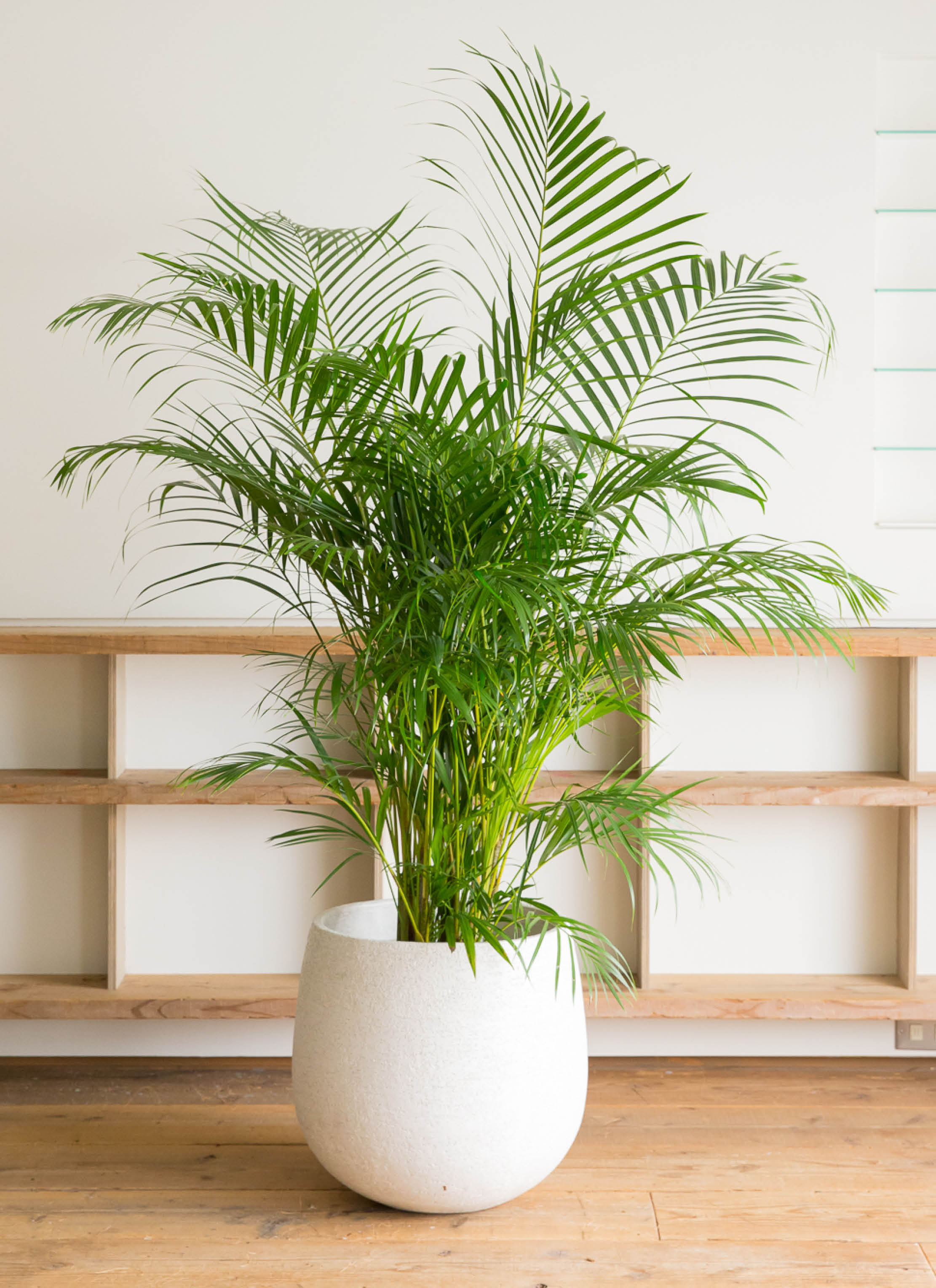 観葉植物 アレカヤシ 10号 ファイバークレイGray 付き | 観葉植物なら