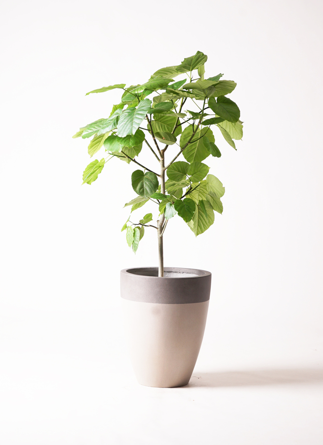観葉植物 フィカス ウンベラータ 8号 ノーマル ファイバーストーン