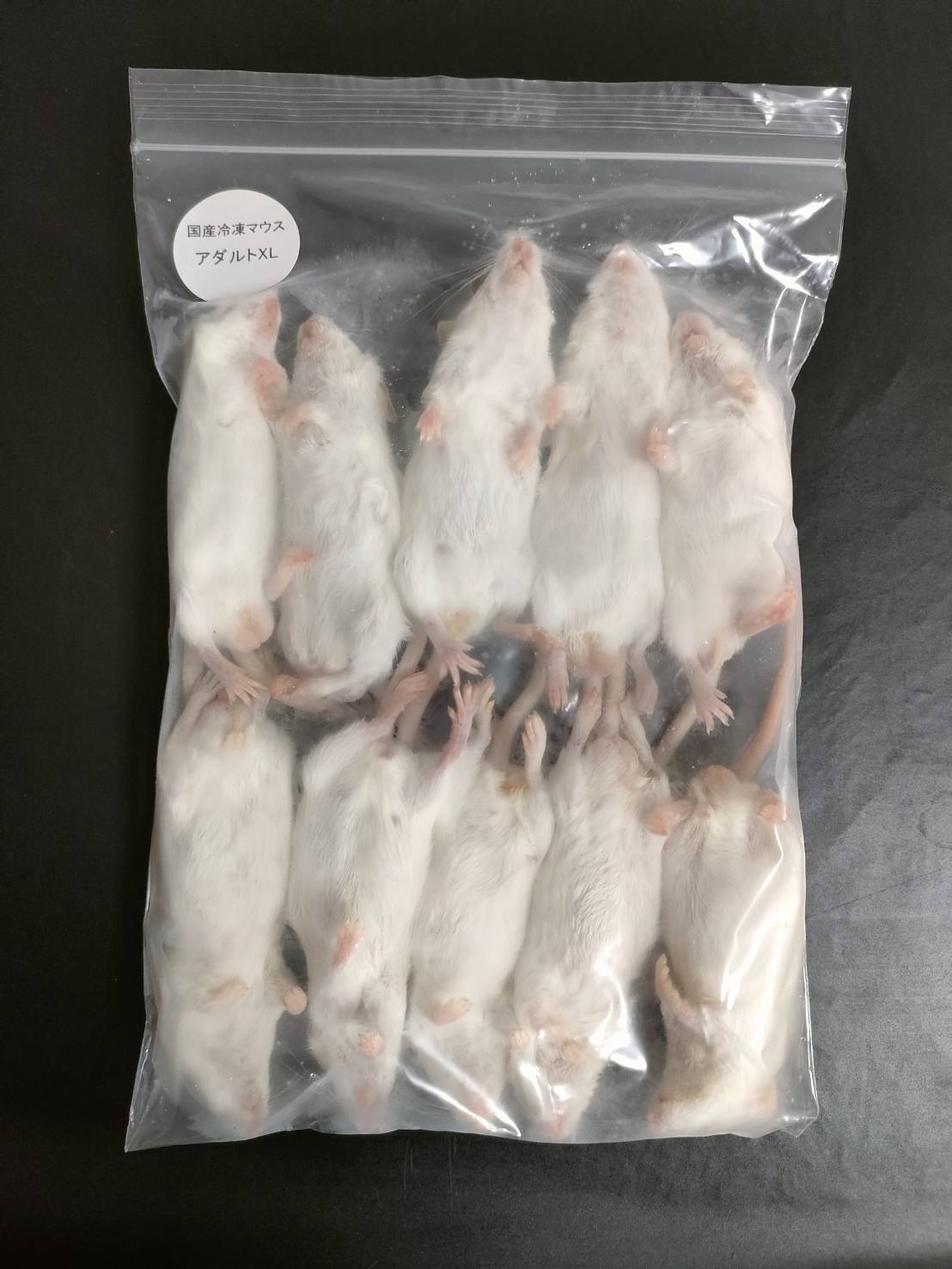 国産冷凍アダルトマウスXL 10匹入 – サイエンスファーム