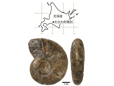 アンモナイト化石 大型標本⭐︎着払 アンモナイト｜化石標本・分売