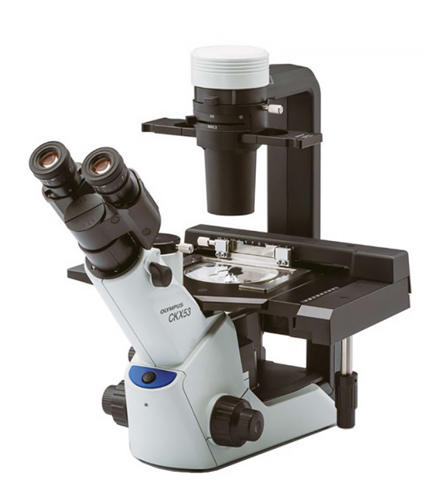 Olympus CKX53 Inverted Microscope | Scientifica
