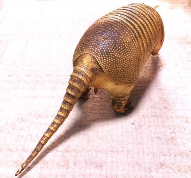 ココノオビアルマジロ剥製 】 合法品 完全体（一部修復） 木台付