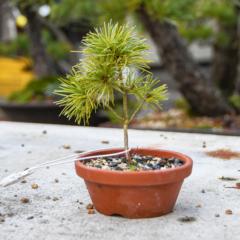 赤石五葉松（小）01 - サムライ盆栽｜赤石五葉松 盆栽 販売 通販
