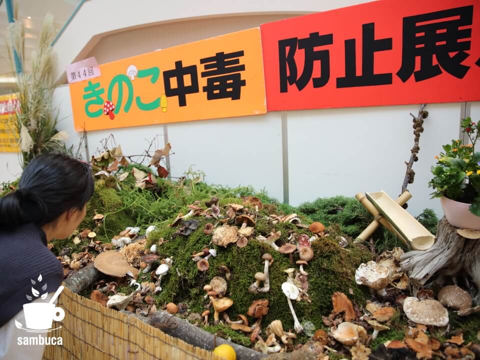 食べられる？毒キノコ？「きのこ中毒防止展示会」でお勉強 | sambuca