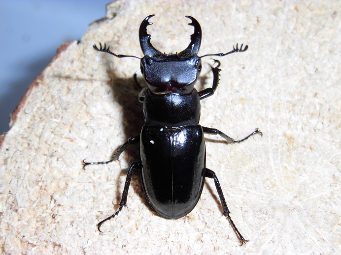 入手困難種！ ミクラミヤマクワガタ（御蔵島産）☆B-LINE 初、2令幼虫4