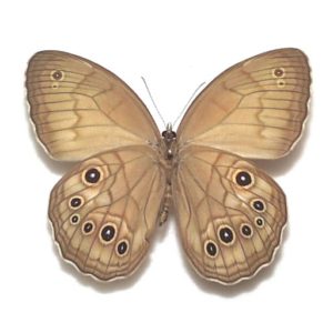 タカネヒカゲ ♀産地：岐阜県・双六岳 Jj03372 | 三角紙