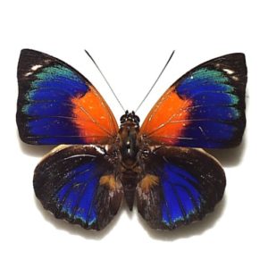 アグリアス | 三角紙