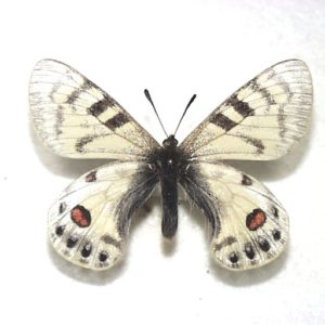 パルナシウス Parnassius | 三角紙