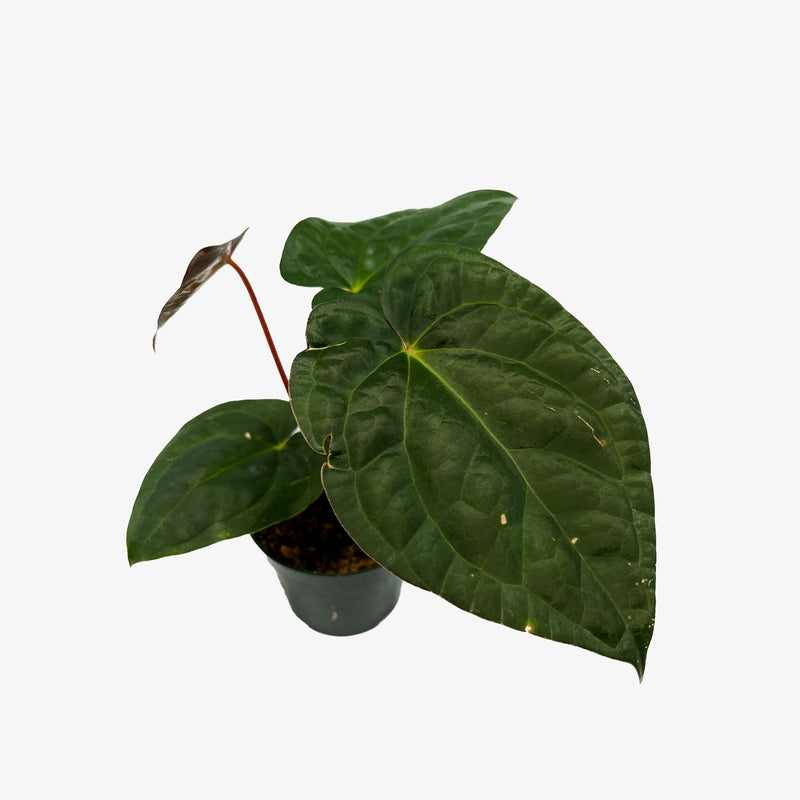 Anthurium Carlablackiae x Luxurians – Safa Plant Co