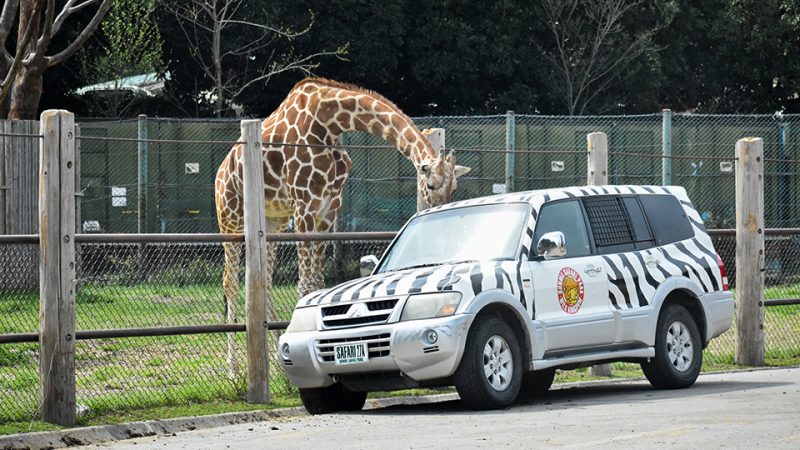 プライベートツアー | 野生の王国 群馬サファリパーク