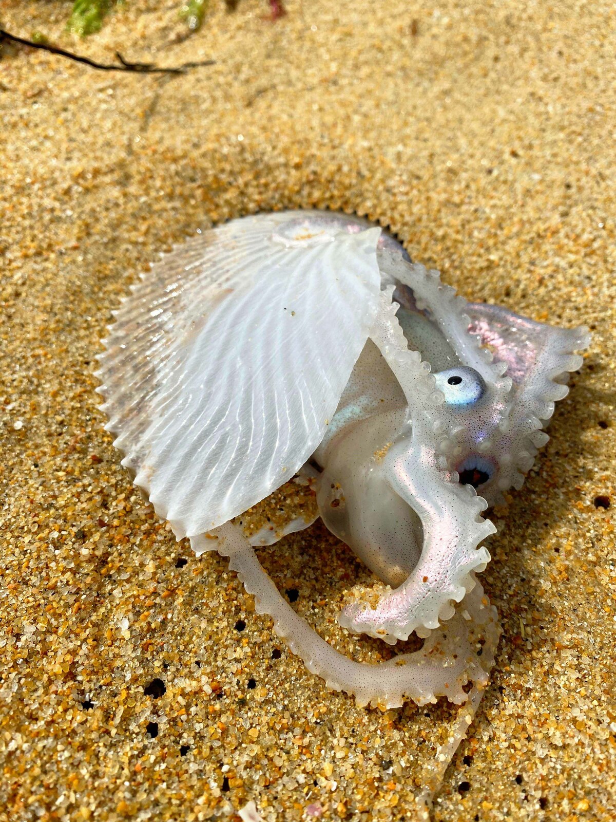 アオイガイ 「タコ殻」を持つタコ ＜サガそう水辺の生き物＞（42