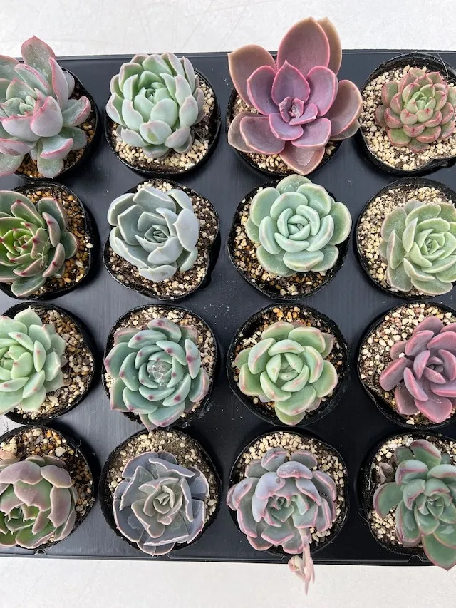 商品紹介 | 通販で多肉植物なら「Saiki Engei」