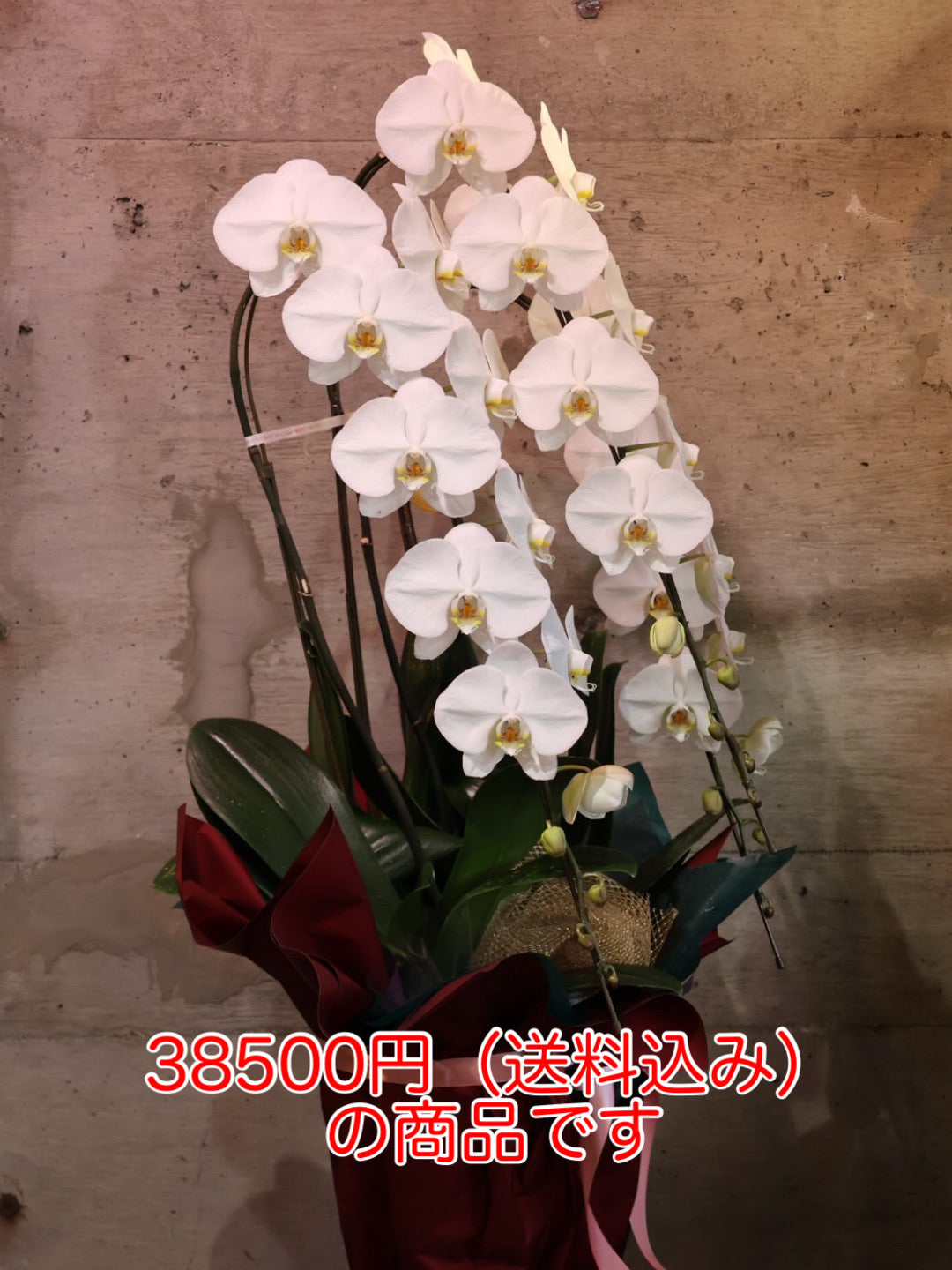 胡蝶蘭 L（送料込み） – さかもと生花園