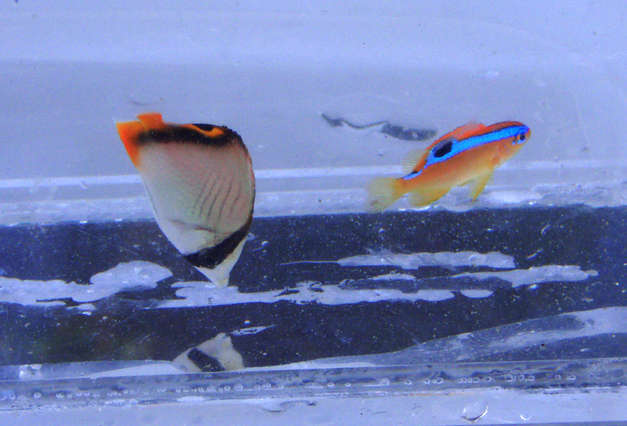 磯に出かけて魚や生物を採集してみよう！ 磯で出会える魚＆場所＆季節