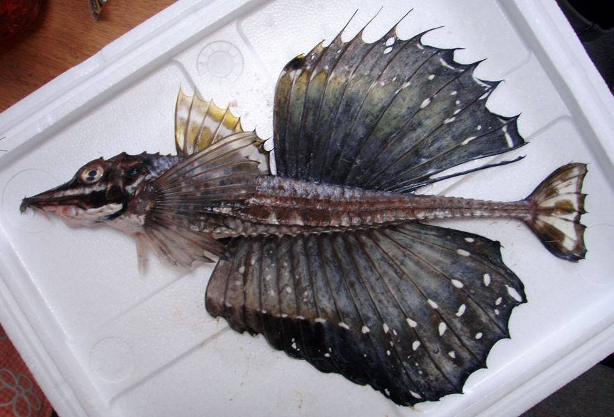 アンコウの＜胃の中＞から出てきた珍しい魚とは？ 胃内容物から新種