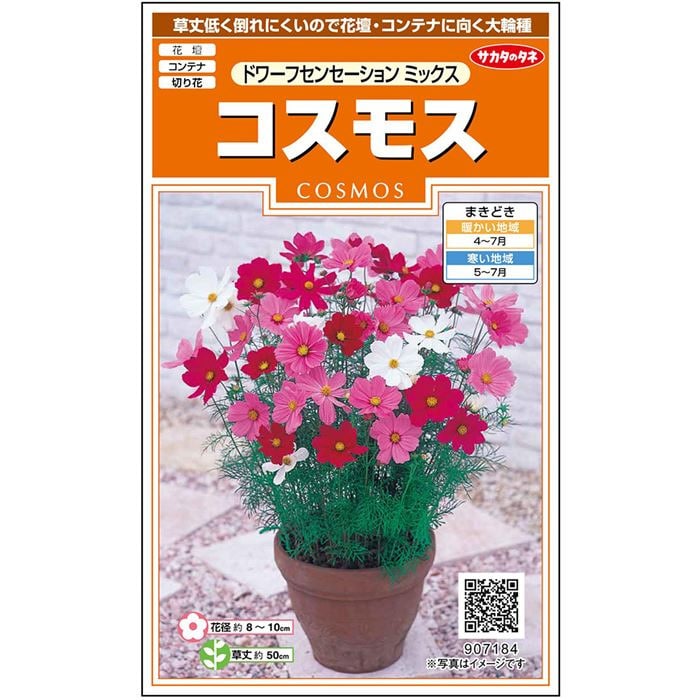 コスモス ドワーフ センセーション ミックス｜種（タネ）,球根,苗,資材