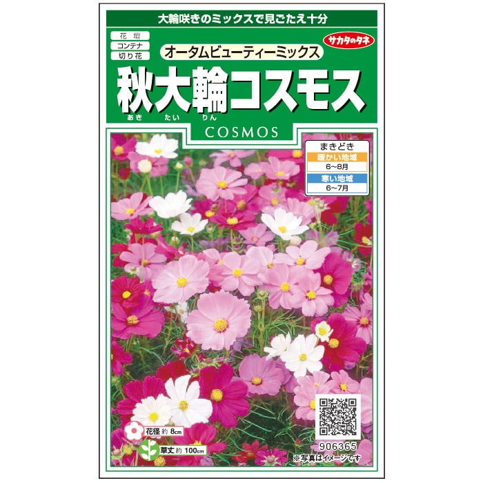 コスモス 秋大輪コスモス オータムビューティーミックス｜種（タネ