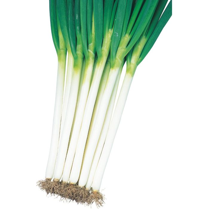 ネギ 夏扇パワー｜種（タネ）,球根,苗,資材,ガーデニンググッズの通販