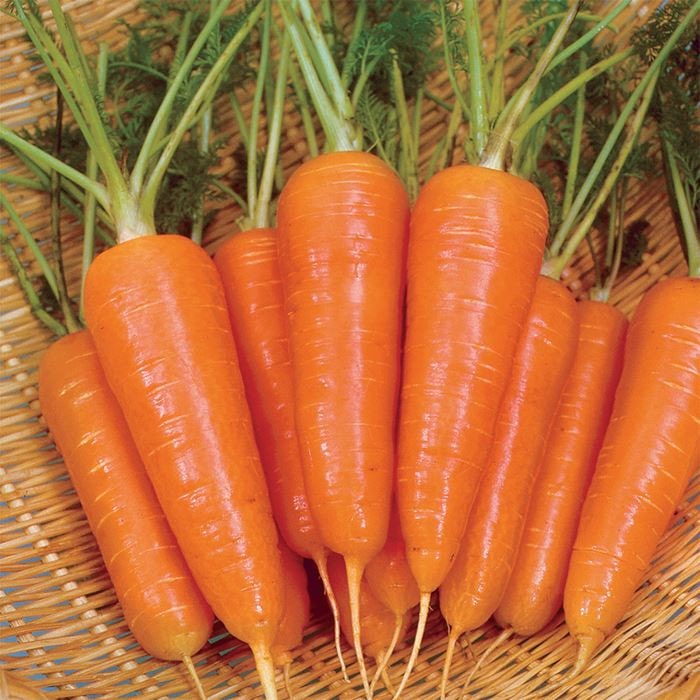 ニンジン 錦洋五寸2号｜種（タネ）,球根,苗,資材,ガーデニンググッズの