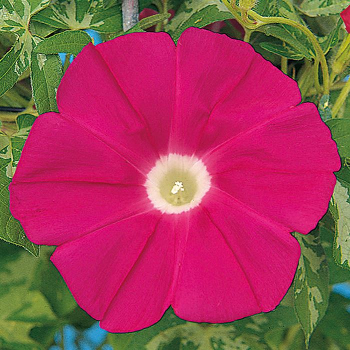 アサガオ 暁の紅｜種（タネ）,球根,苗,資材,ガーデニンググッズの通販