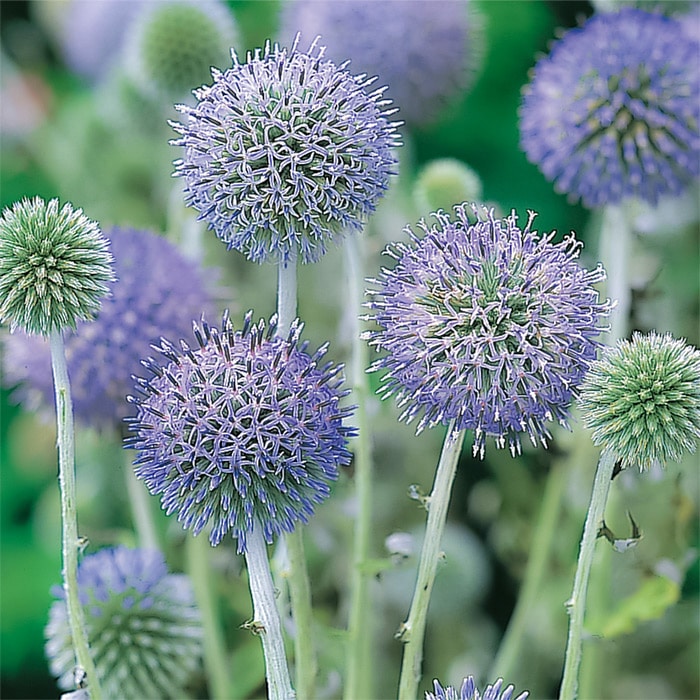 ルリタマアザミ｜種（タネ）,球根,苗,資材,ガーデニンググッズの通販は