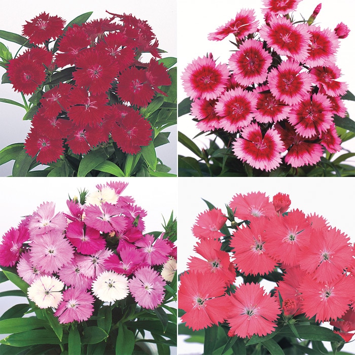 連結パック苗 4月お届け ダイアンサス ベルフィー 4種セット｜種（タネ