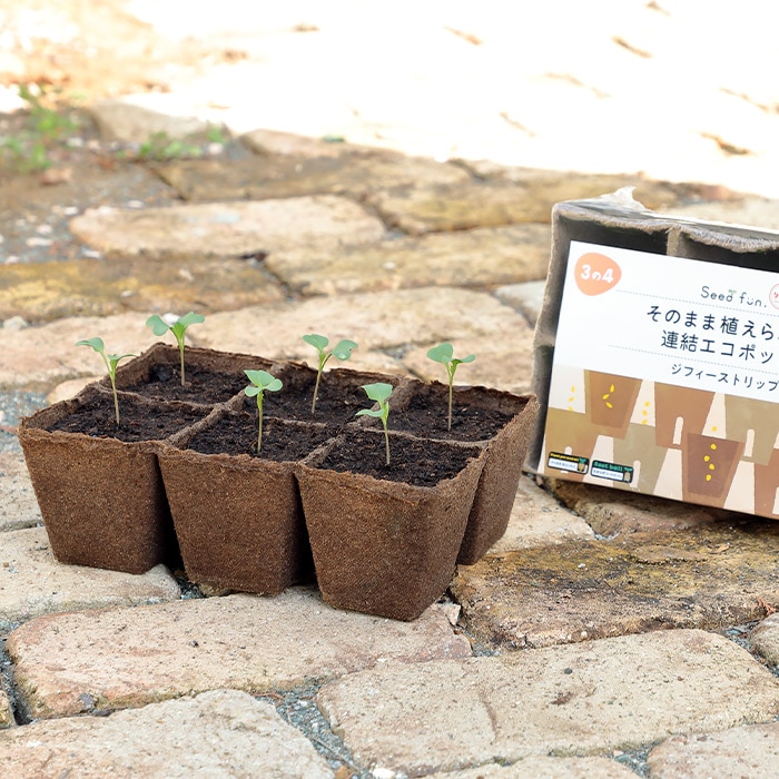 ジフィーストリップ（そのまま植えられる連結エコポット）｜種（タネ