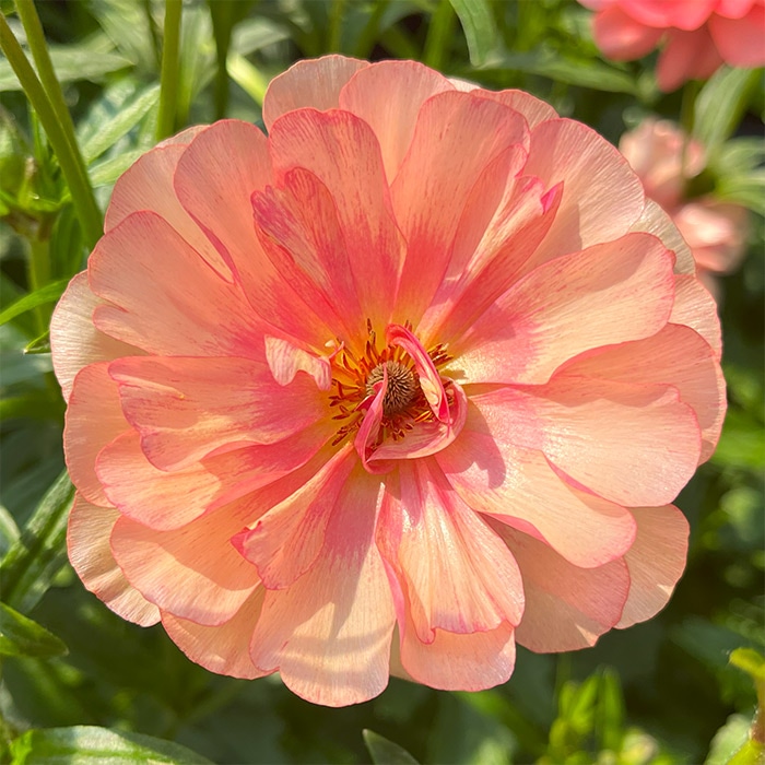 ラナンキュラス ラックス 春色カラー3種セット｜種（タネ）,球根,苗