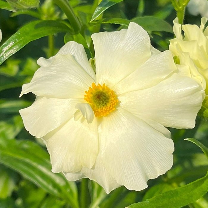 ラナンキュラス ラックス クラシカルセット｜種（タネ）,球根,苗,資材