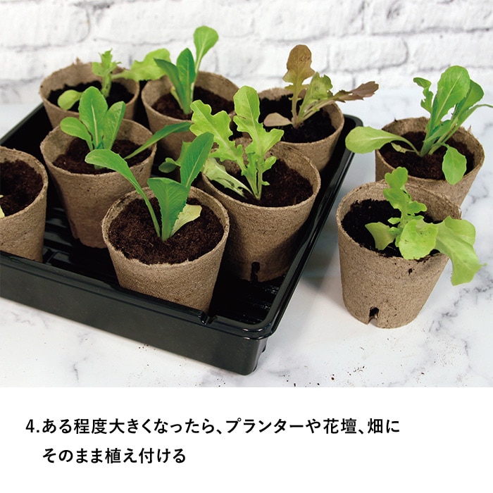 タネからはじめる かんたん苗づくりキット｜種（タネ）,球根,苗,資材