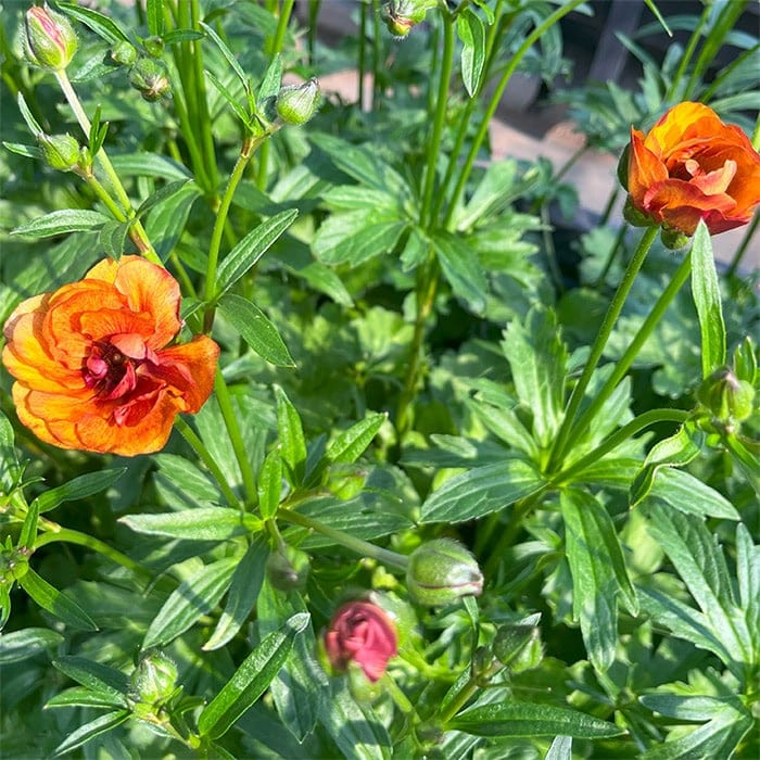 ラナンキュラス ラックス クラシカルセット｜種（タネ）,球根,苗,資材