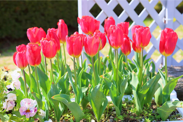 初心者でも迷わない！チューリップの育て方と選び方｜種（タネ）,球根