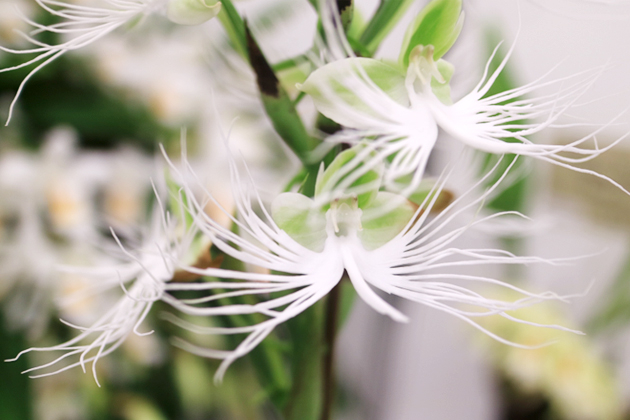 夏のランラン[その2] ダイサギソウほか 後編｜東アジア植物記