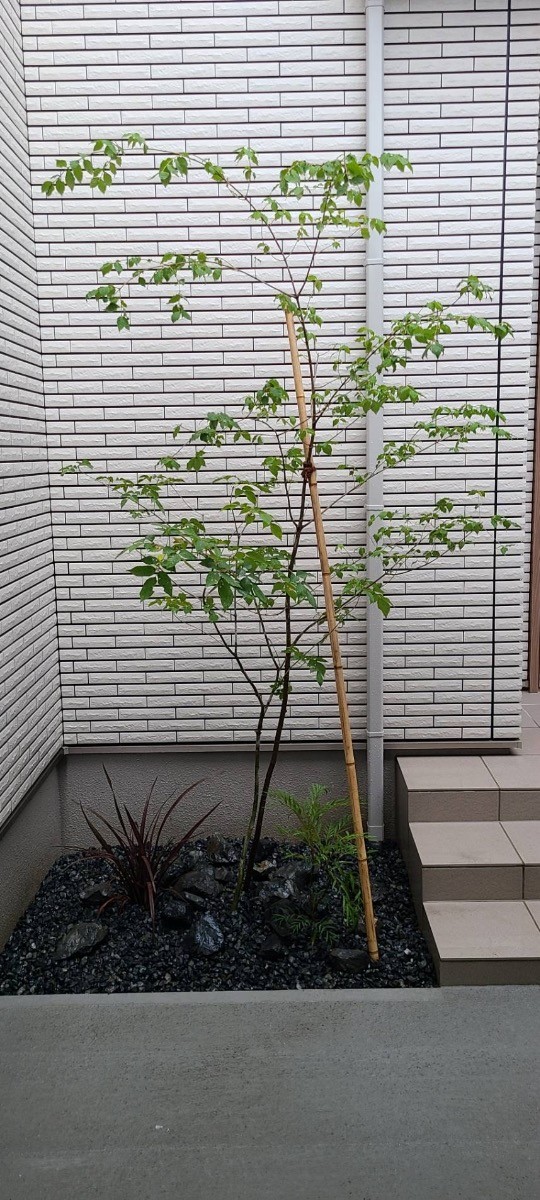 山採り ヒナウチワカエデ アオダモ 混合株 楽天市場】【現品】山採り