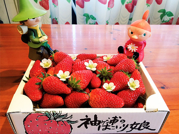 イチゴ直売 | さっちゃん家の幸せいっぱい苺園