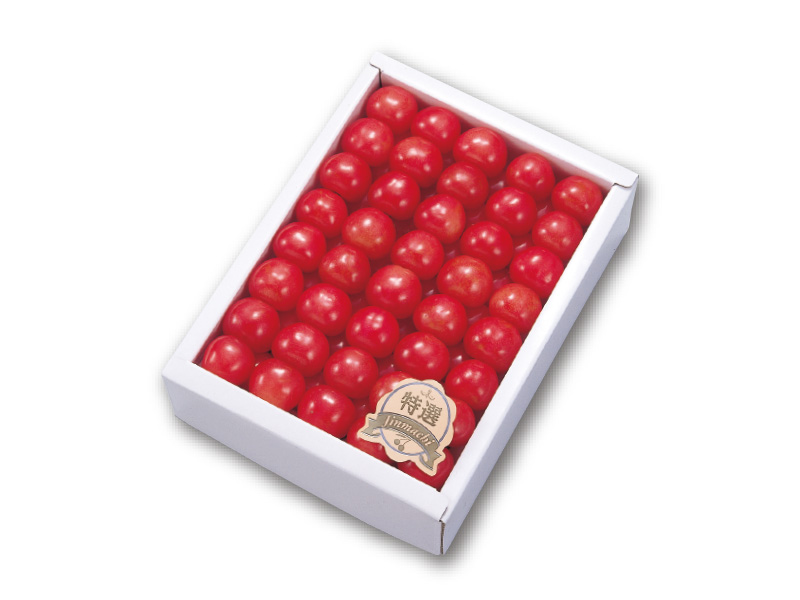 早出し加温ハウス栽培「佐藤錦 特撰」2L玉 500g手詰め（3月中旬～4月