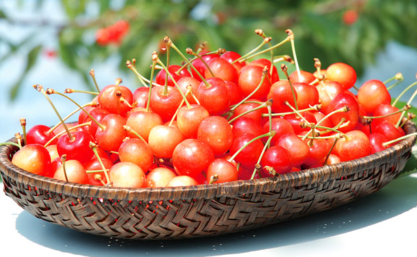 自然が育む村山平野｜山形のさくらんぼ通販なら「佐藤錦」オンライン