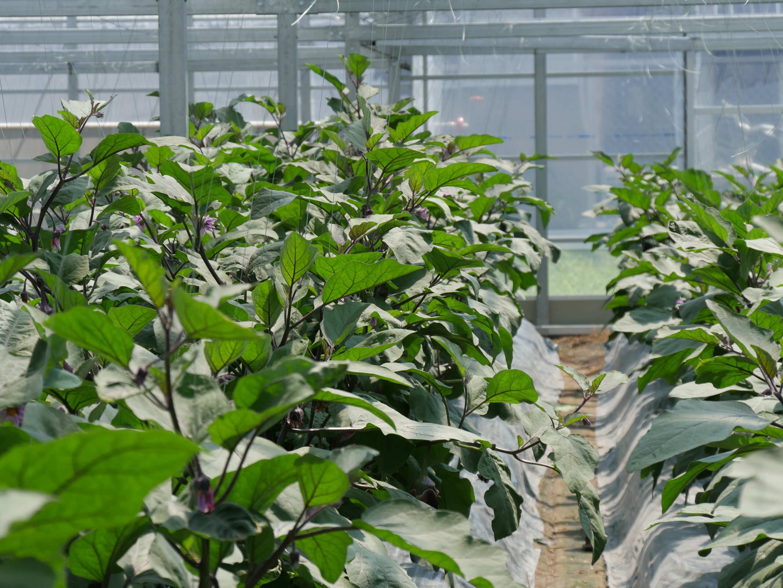 なにわの伝統野菜 貝塚澤なす – 室町時代から存在する日本最古の水茄子