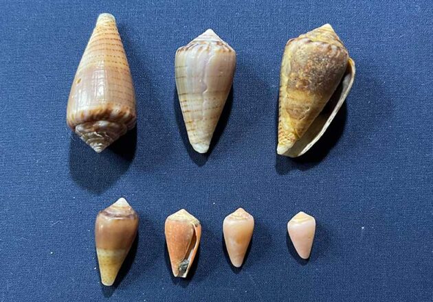 イモガイ科 アーカイブ | 由比ヶ浜貝殻図鑑