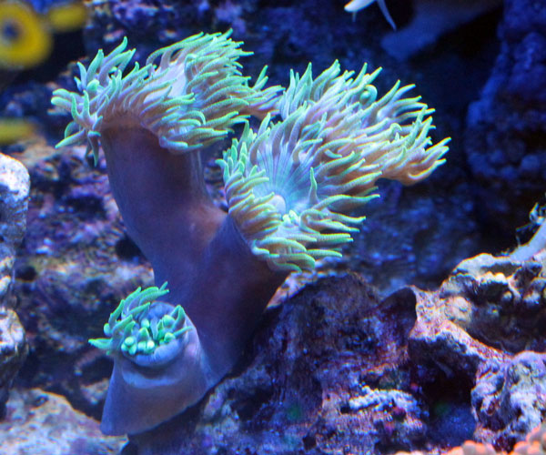 サンゴ≪r3≫海水魚ショップシーポニー