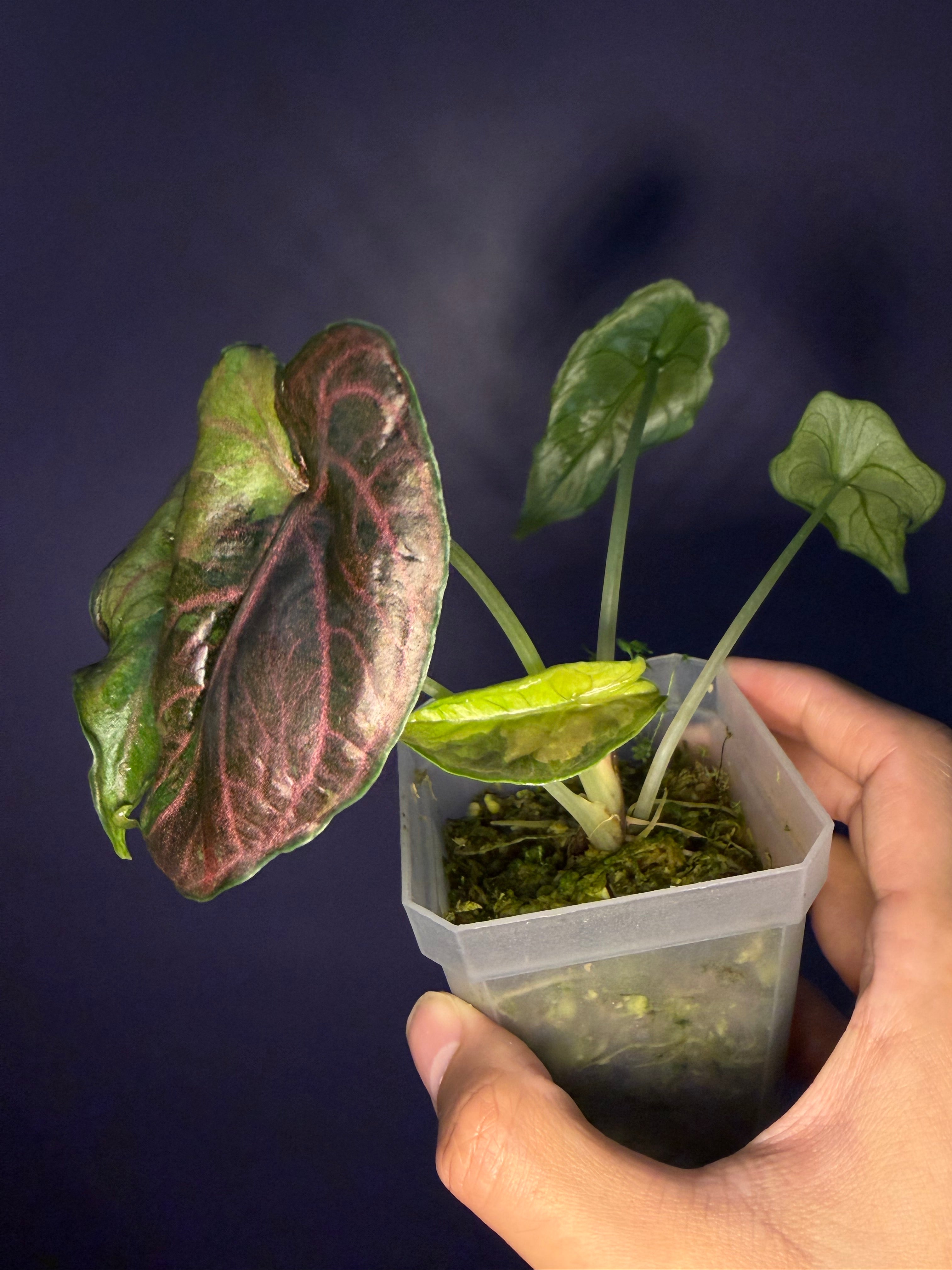 Alocasia Azlanii Aurea variegata – Secret Foliage