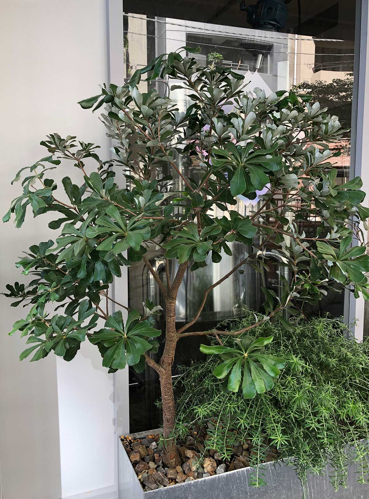 バンクシアの特徴・実用例・通販 – Seeding